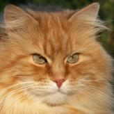 Sibirische Katze Sandokhan von der Gronau